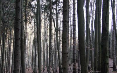 Online-Vortrag: Zwischen Fürsorge und Erschöpfung